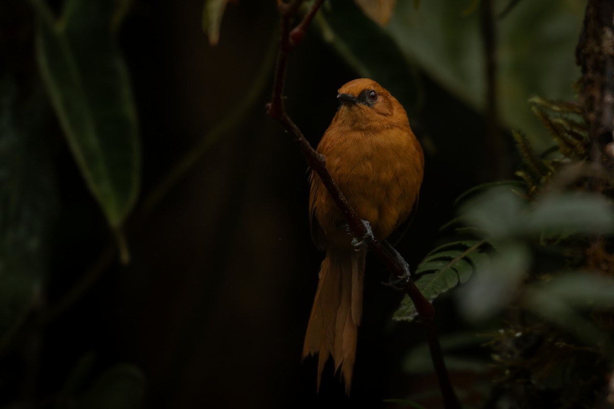 Rufous Spinetail - ML645329717