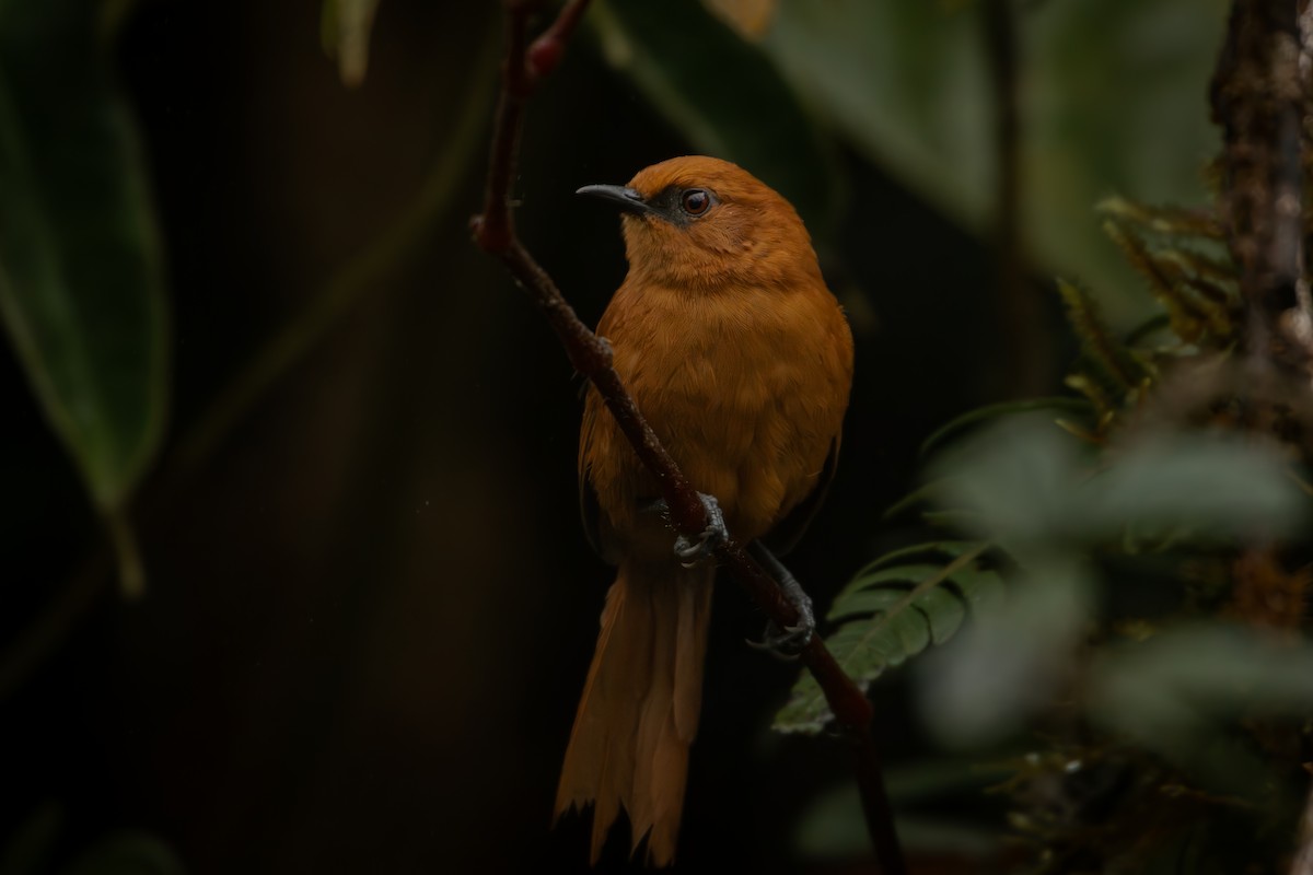 Rufous Spinetail - ML645329718