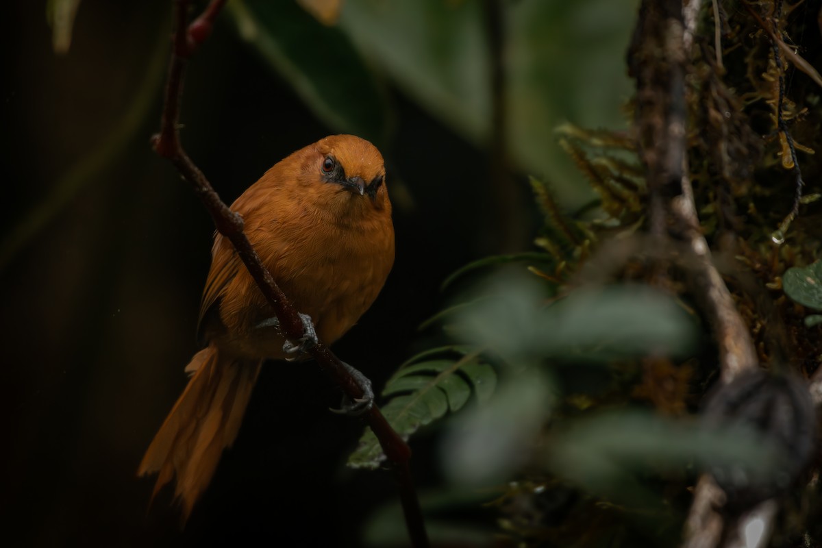 Rufous Spinetail - ML645329720