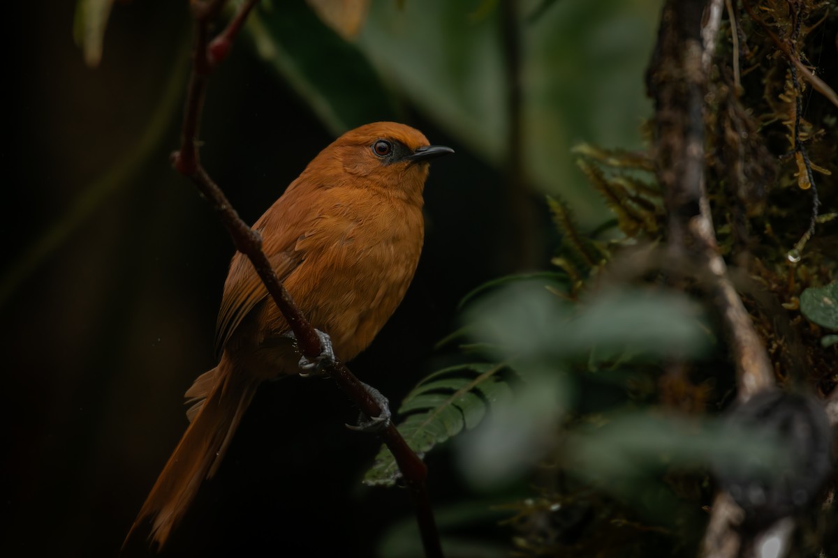 Rufous Spinetail - ML645329721