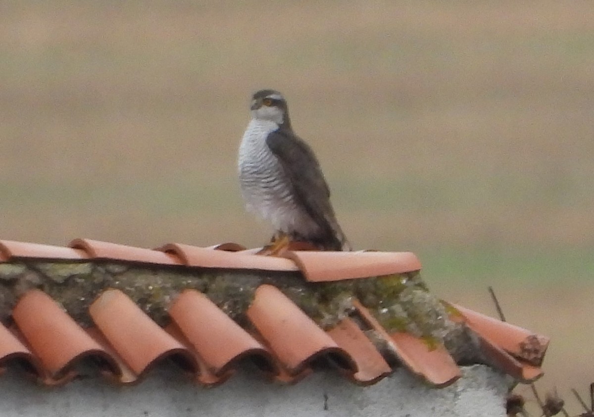 Eurasian Sparrowhawk - ML645329722