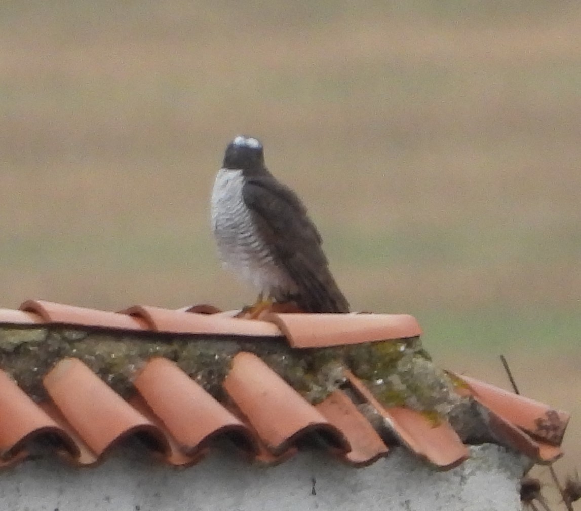 Eurasian Sparrowhawk - ML645329723