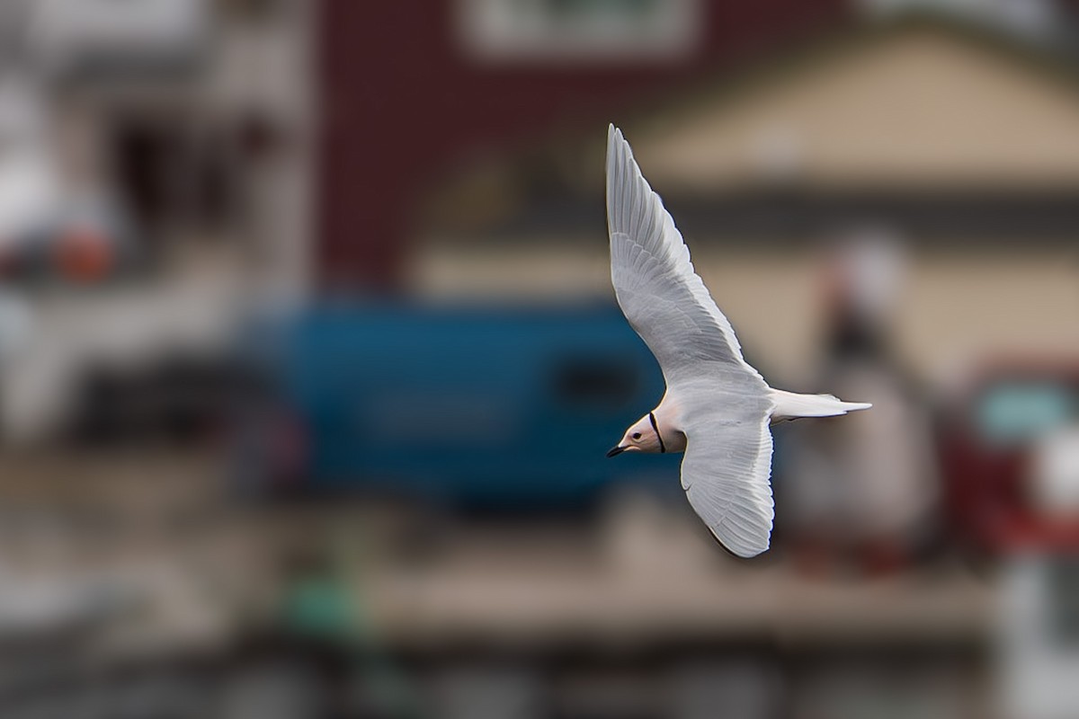 Antxeta arrosa - ML645329733