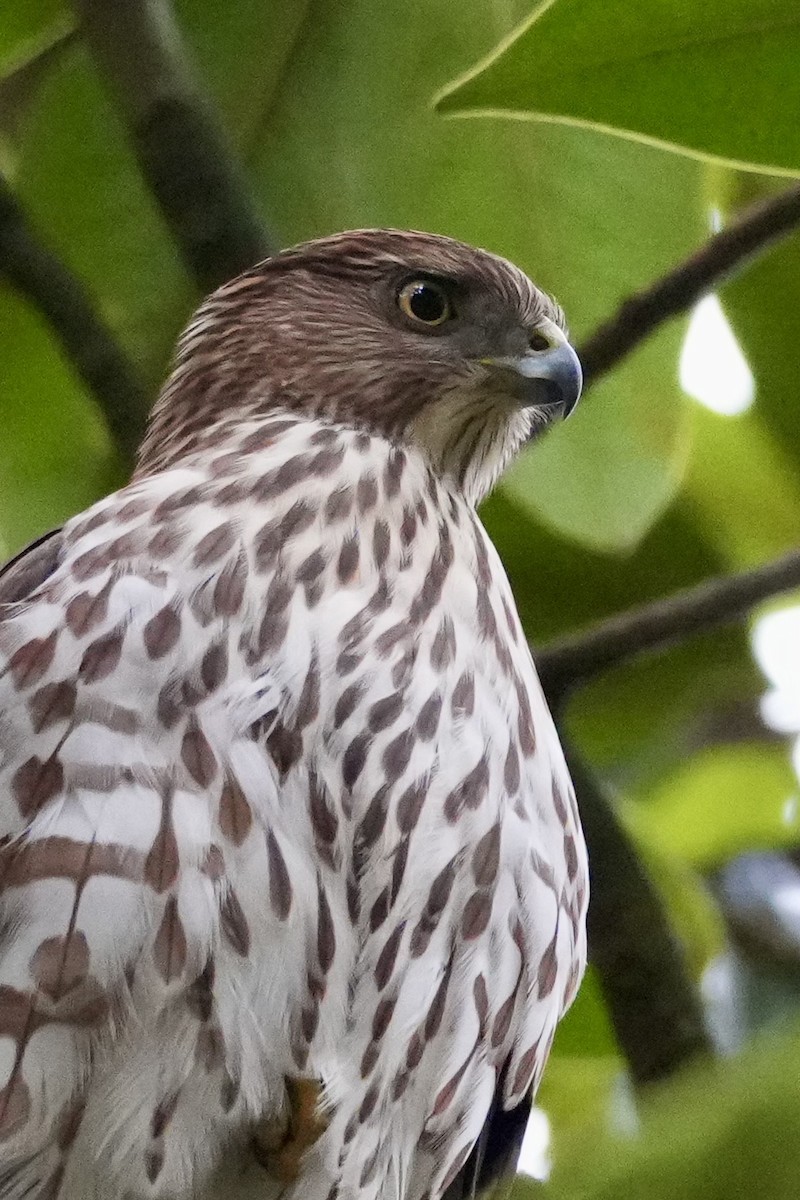 Cooper's Hawk - ML645329741