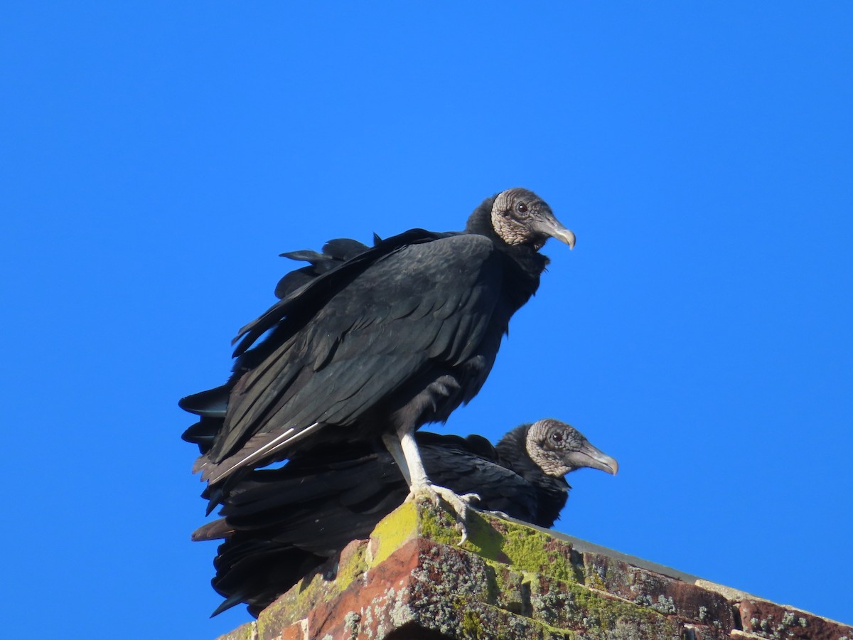 Black Vulture - ML645329743