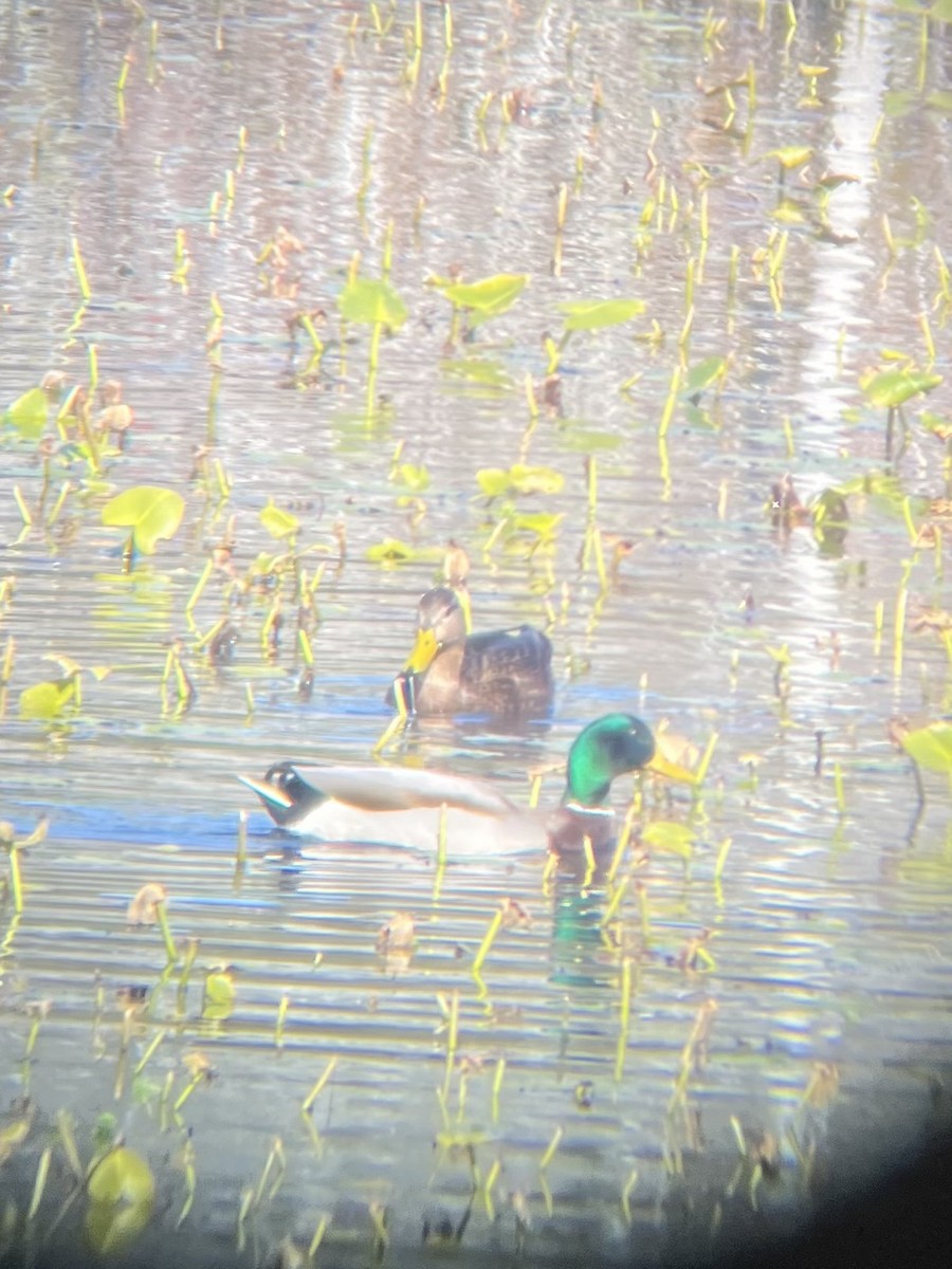 American Black Duck - ML645329745