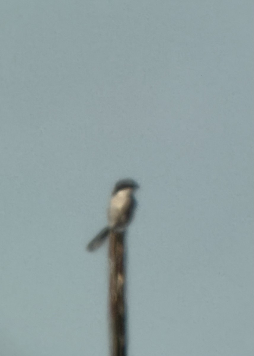 Loggerhead Shrike - ML645329750
