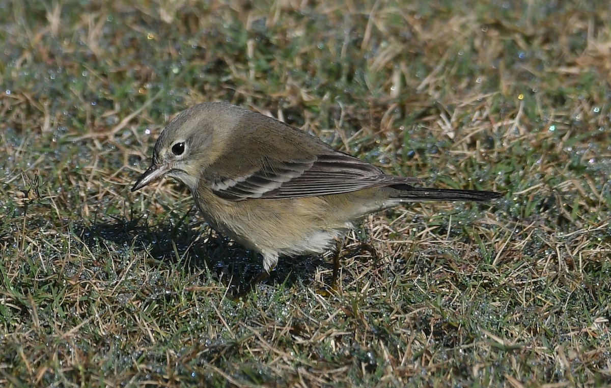 Pine Warbler - ML645329753