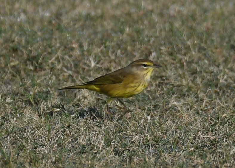 Palm Warbler (Yellow) - ML645329766