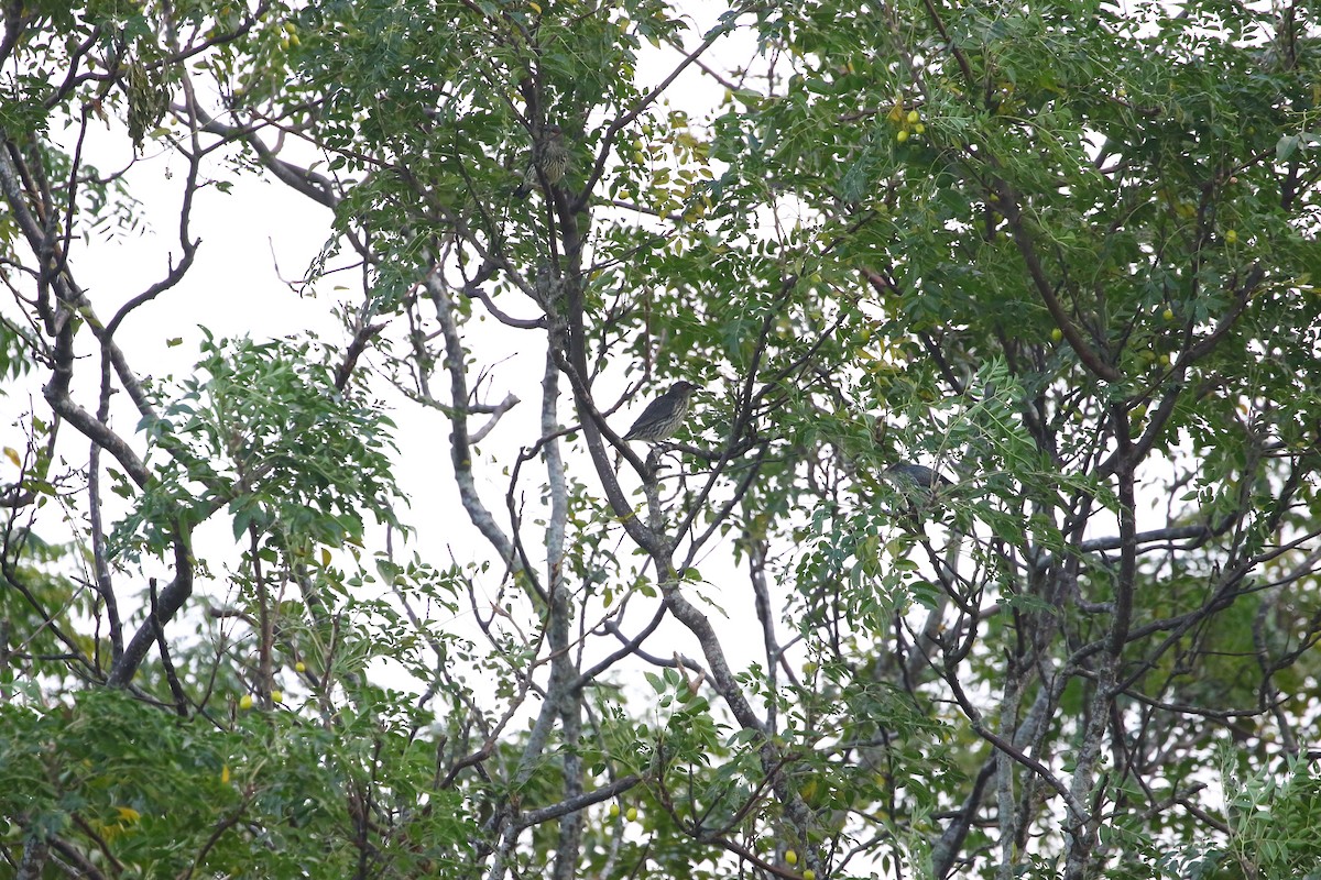 špaček rudooký - ML645329768