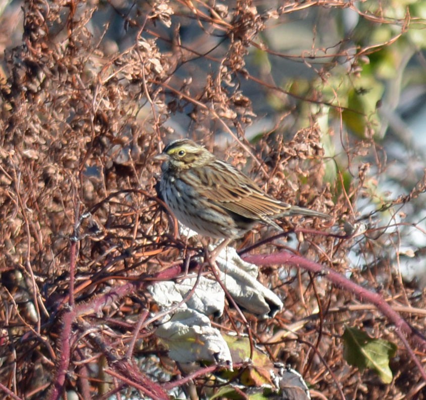 Savannah Sparrow (Savannah) - ML645329772