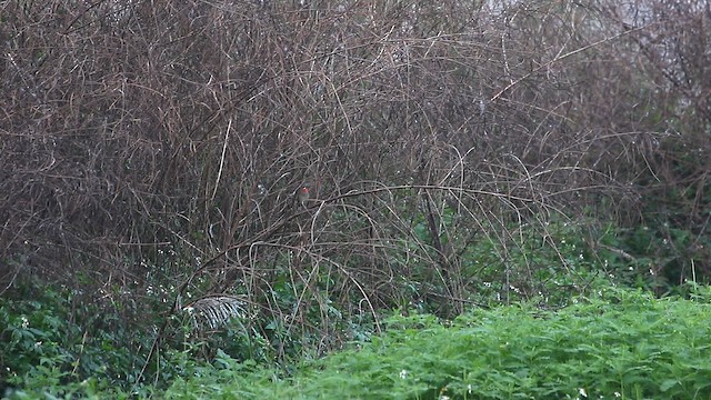 ノゴマ - ML645329775