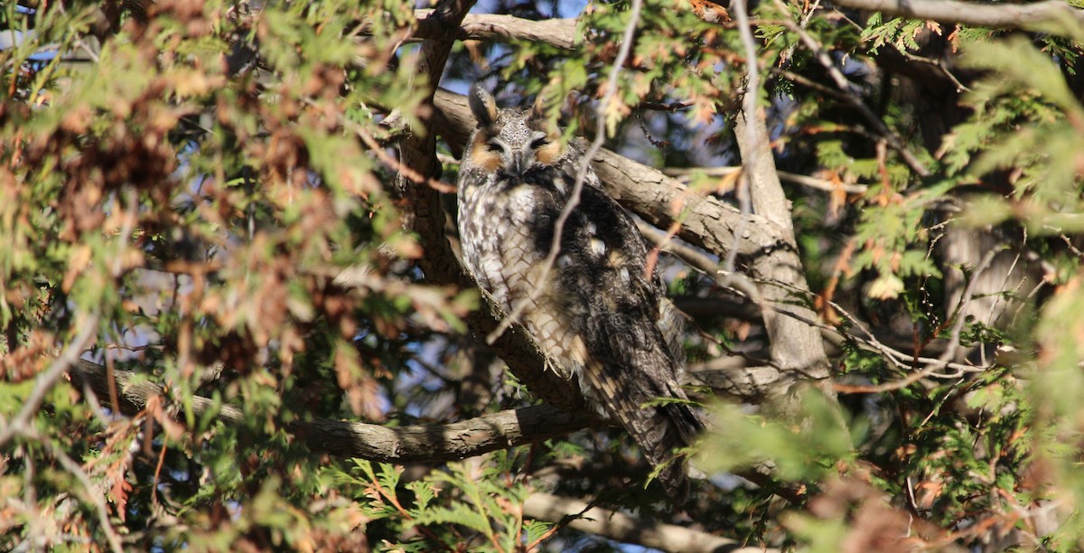 Long-eared Owl - ML645329789