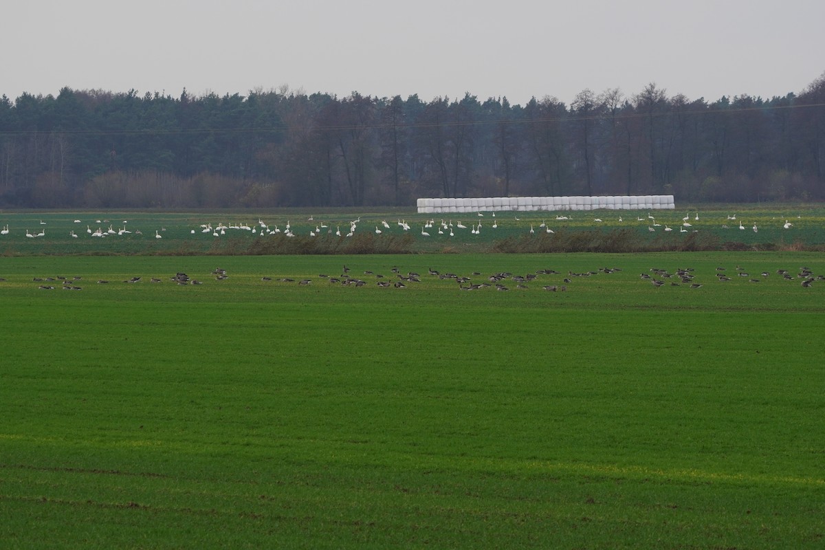 Graylag Goose - ML645329791