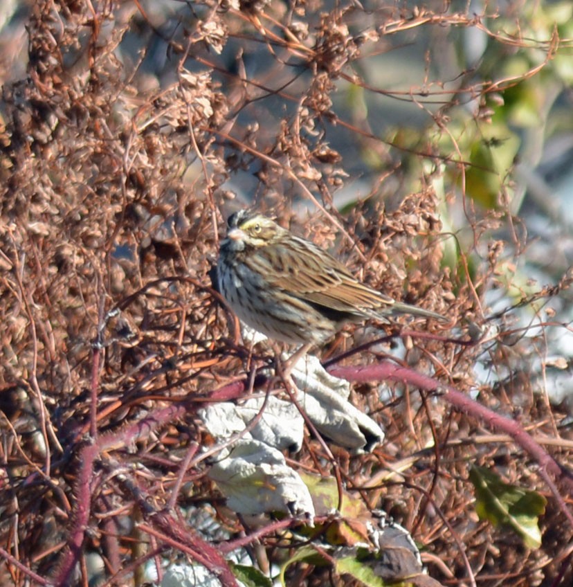 Savannah Sparrow (Savannah) - ML645329795