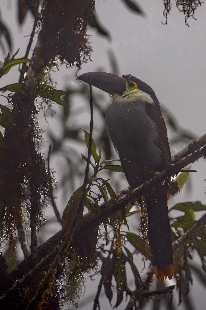 Андигена білощока - ML645329796
