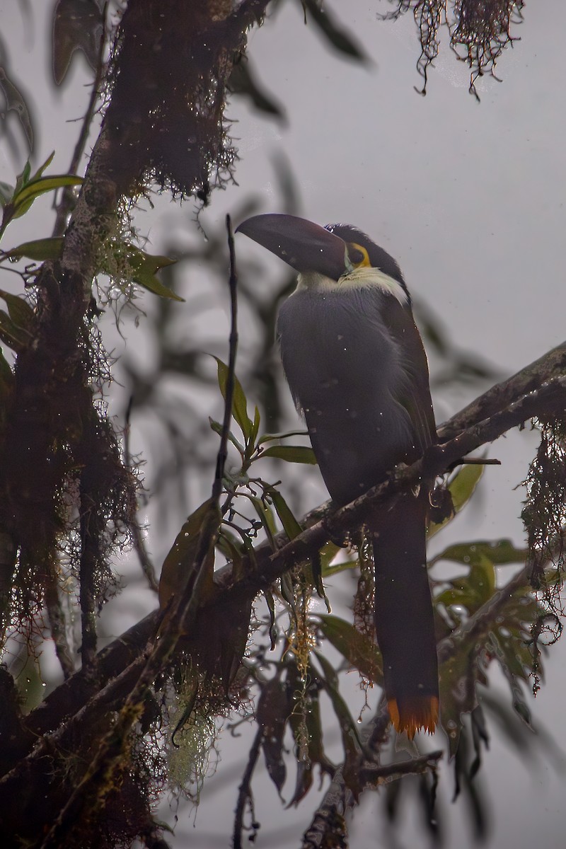 Андигена білощока - ML645329797