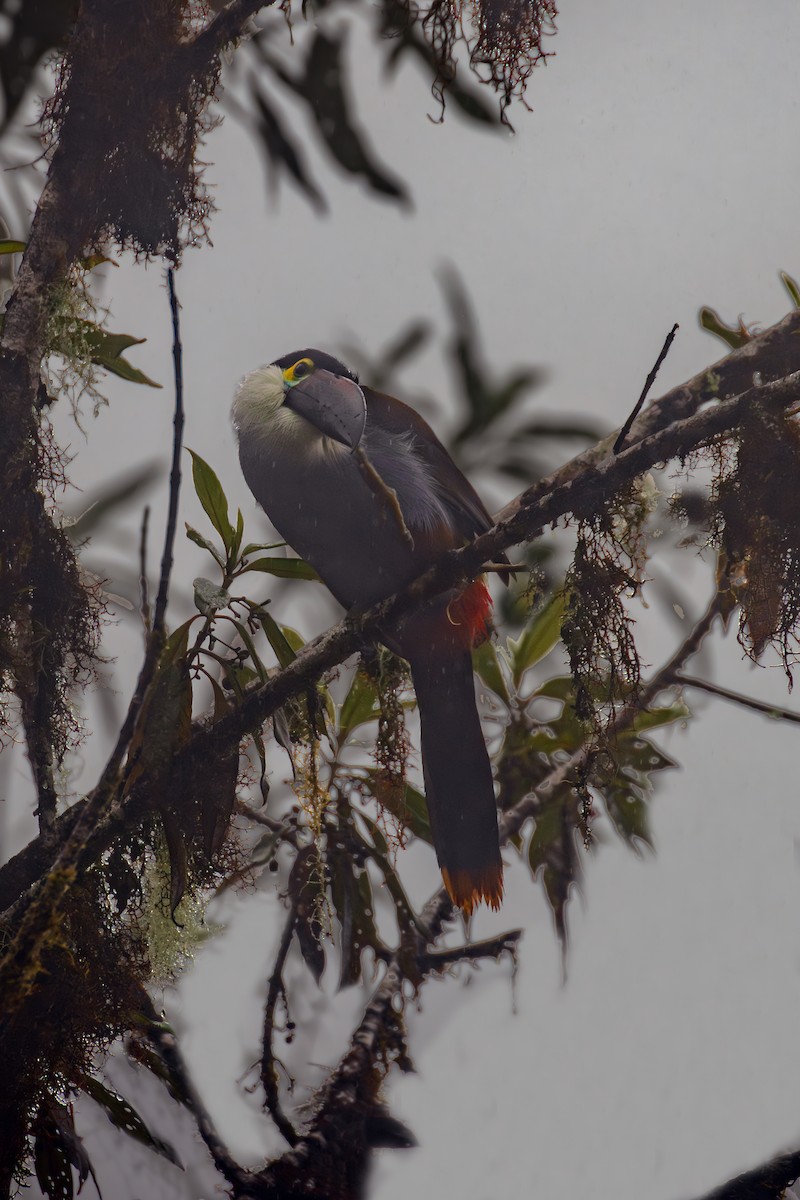 Андигена білощока - ML645329798