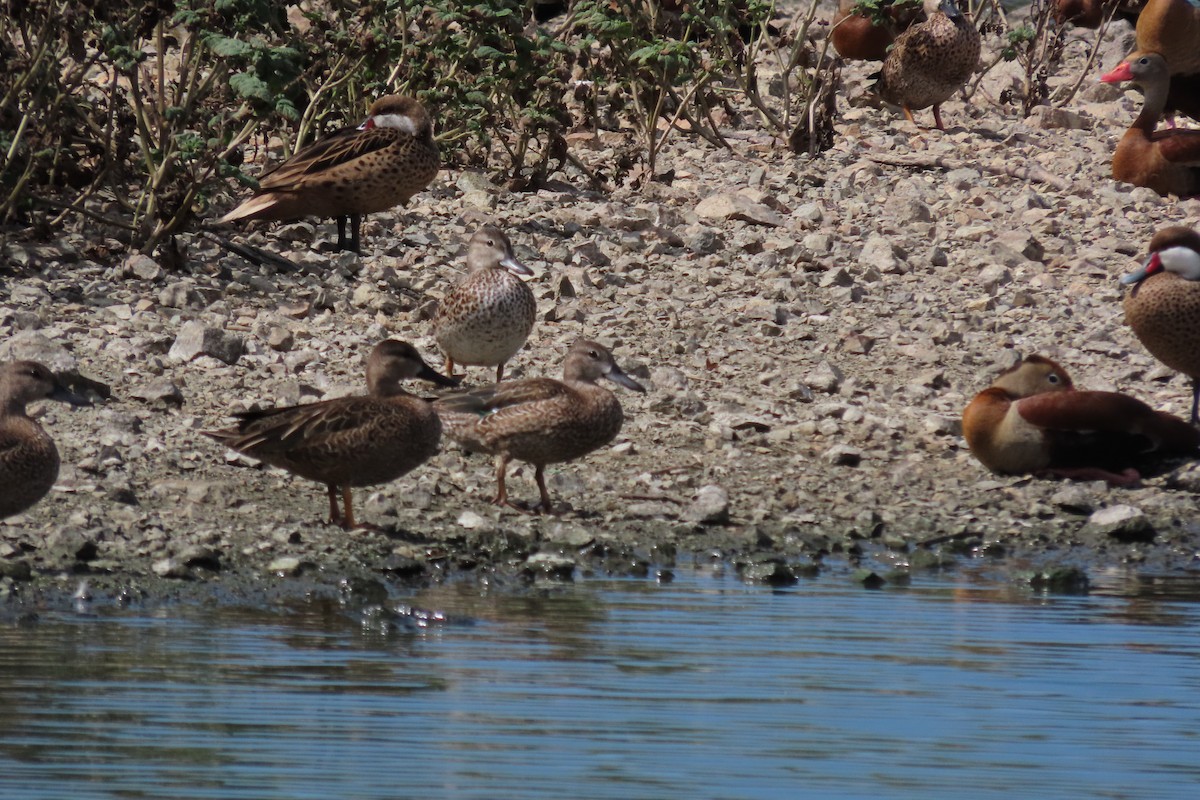 Zertzeta hegalurdina - ML645329799