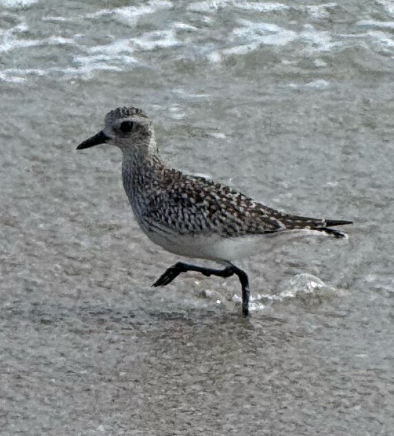 Black-bellied Plover - ML645329815