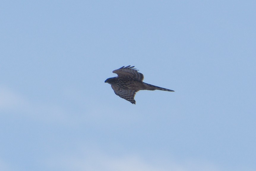 Eurasian Goshawk - ML645329817