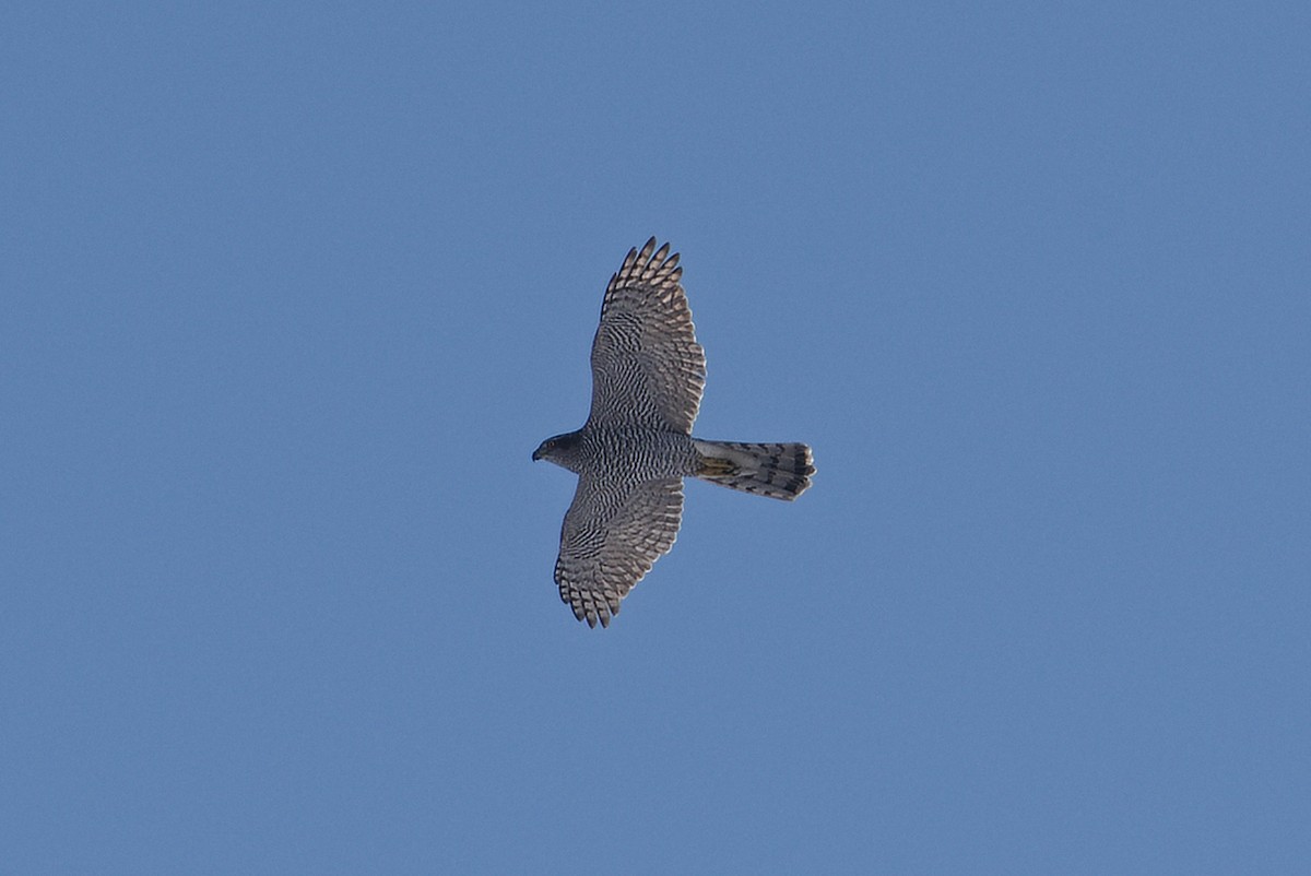 Eurasian Goshawk - ML645329818