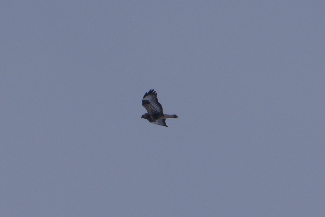 Rough-legged Hawk - ML645329820