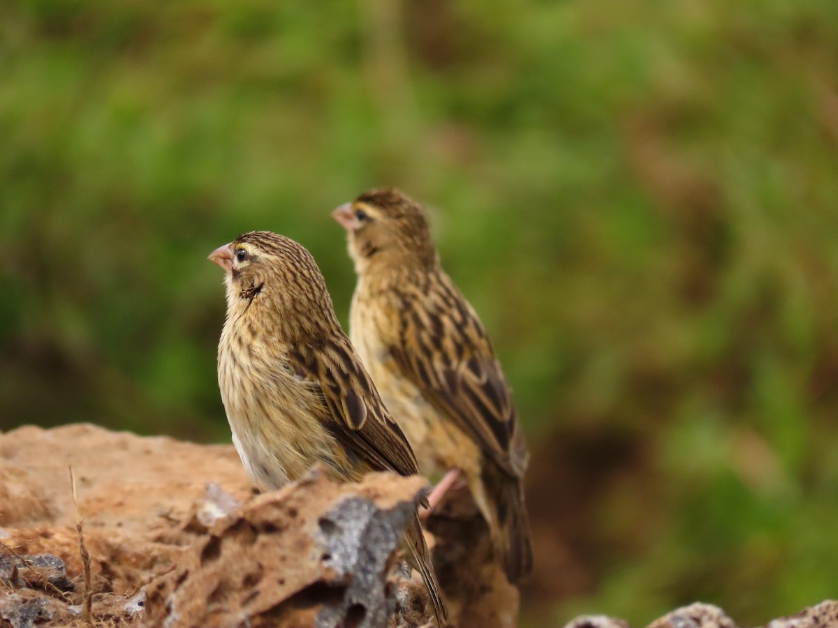 タテフカナリア - ML645329821