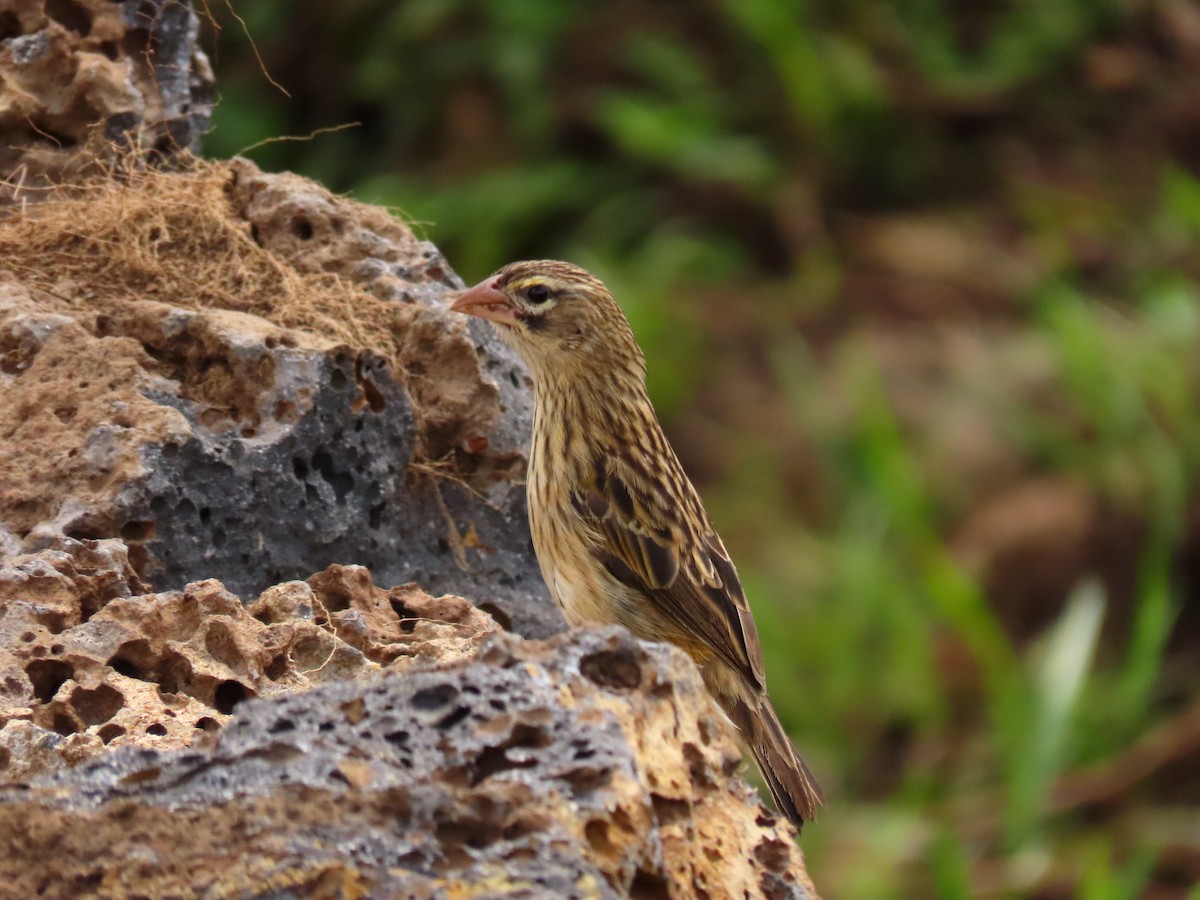 タテフカナリア - ML645329823