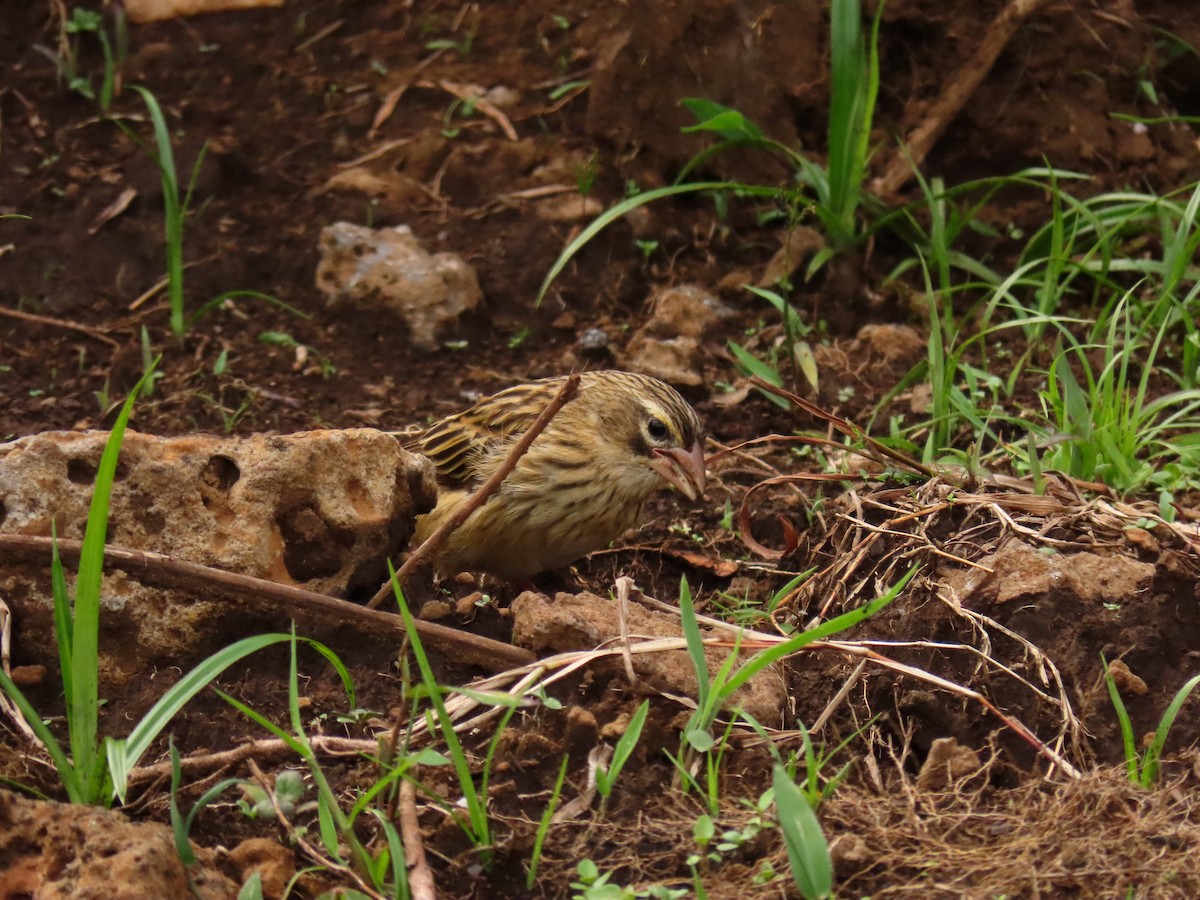 タテフカナリア - ML645329824