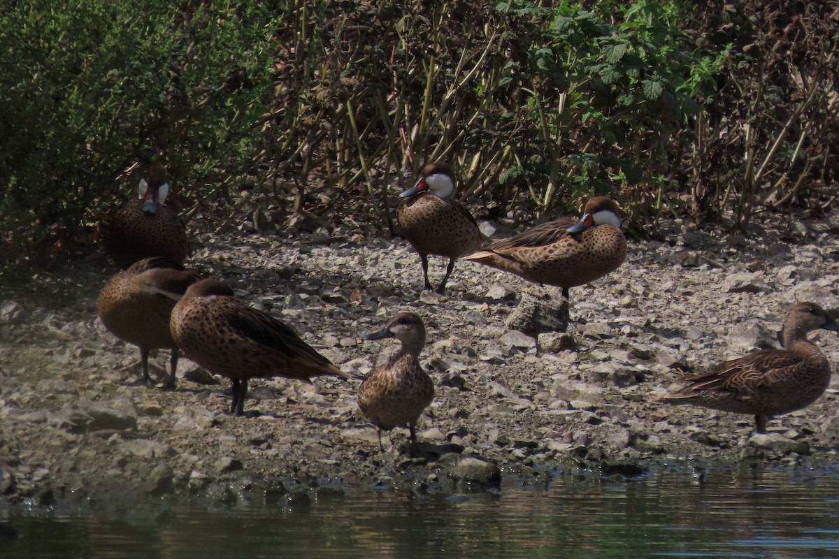 Bahamaente - ML645329829