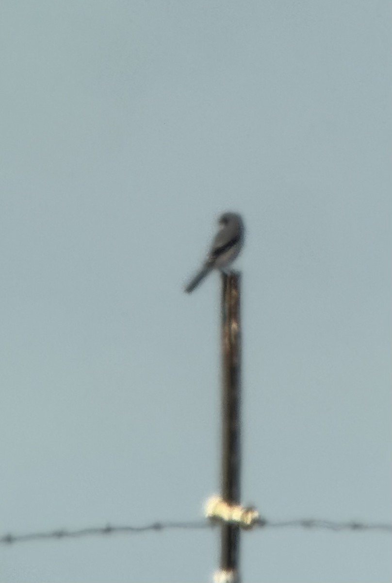 Loggerhead Shrike - ML645329837