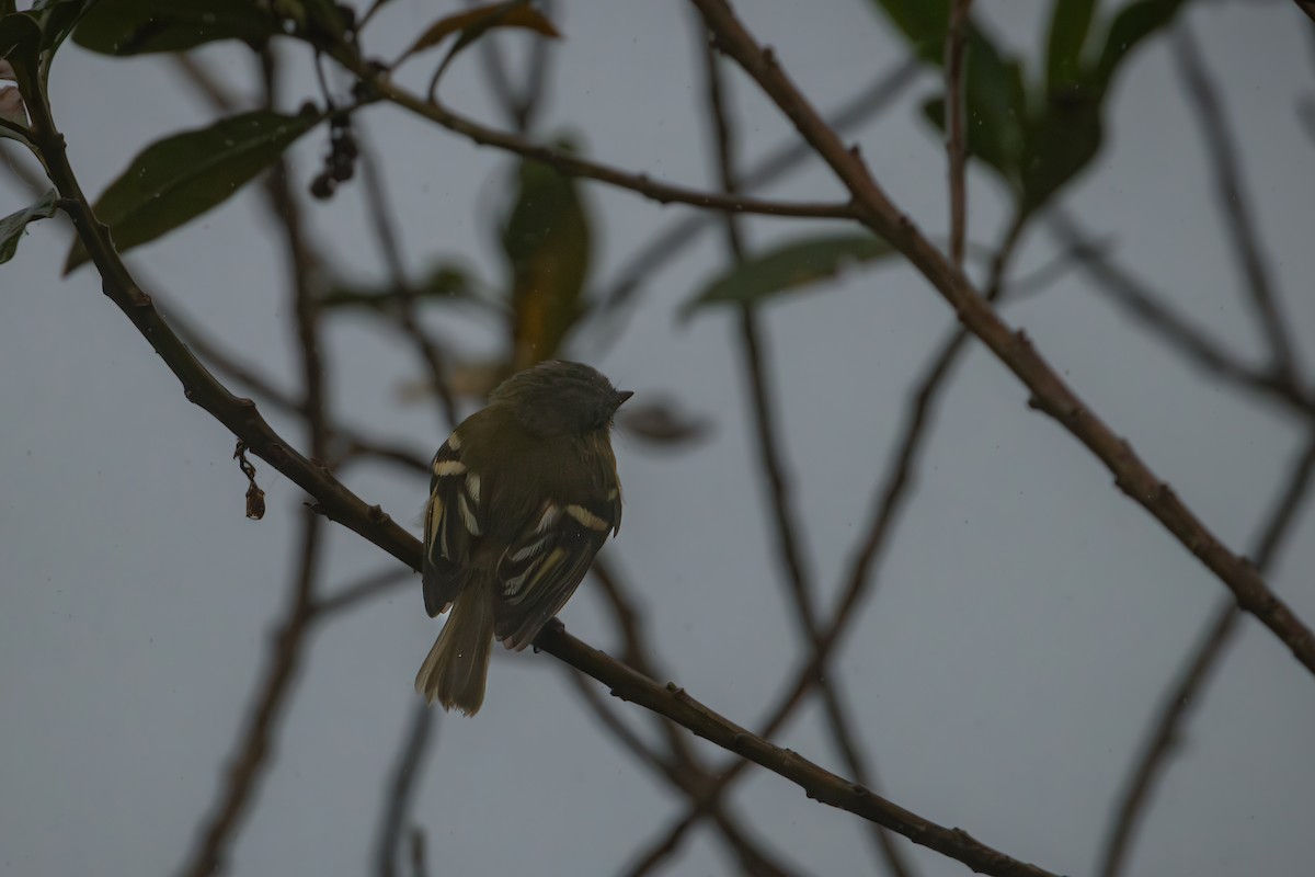 キムネフタスジハエトリ - ML645329839