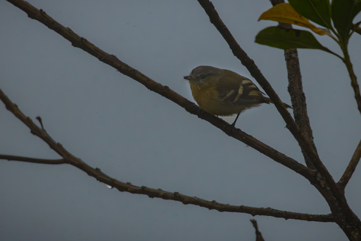 キムネフタスジハエトリ - ML645329840