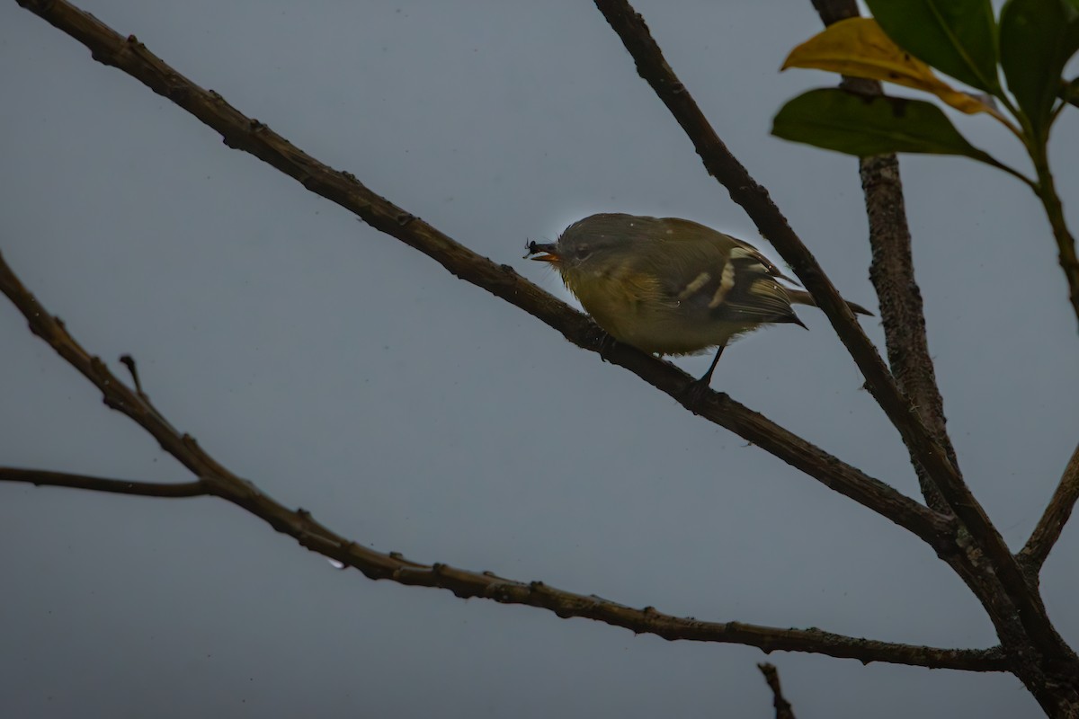 キムネフタスジハエトリ - ML645329841