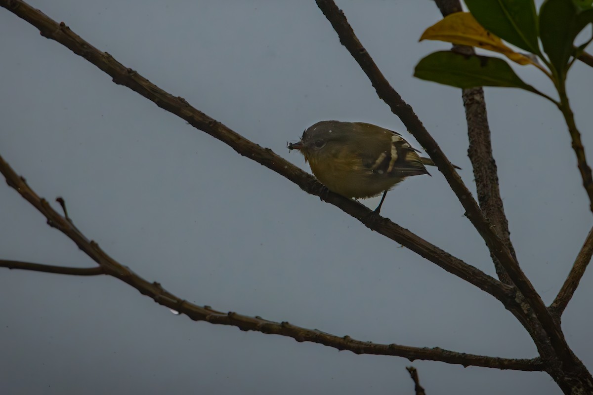 キムネフタスジハエトリ - ML645329842