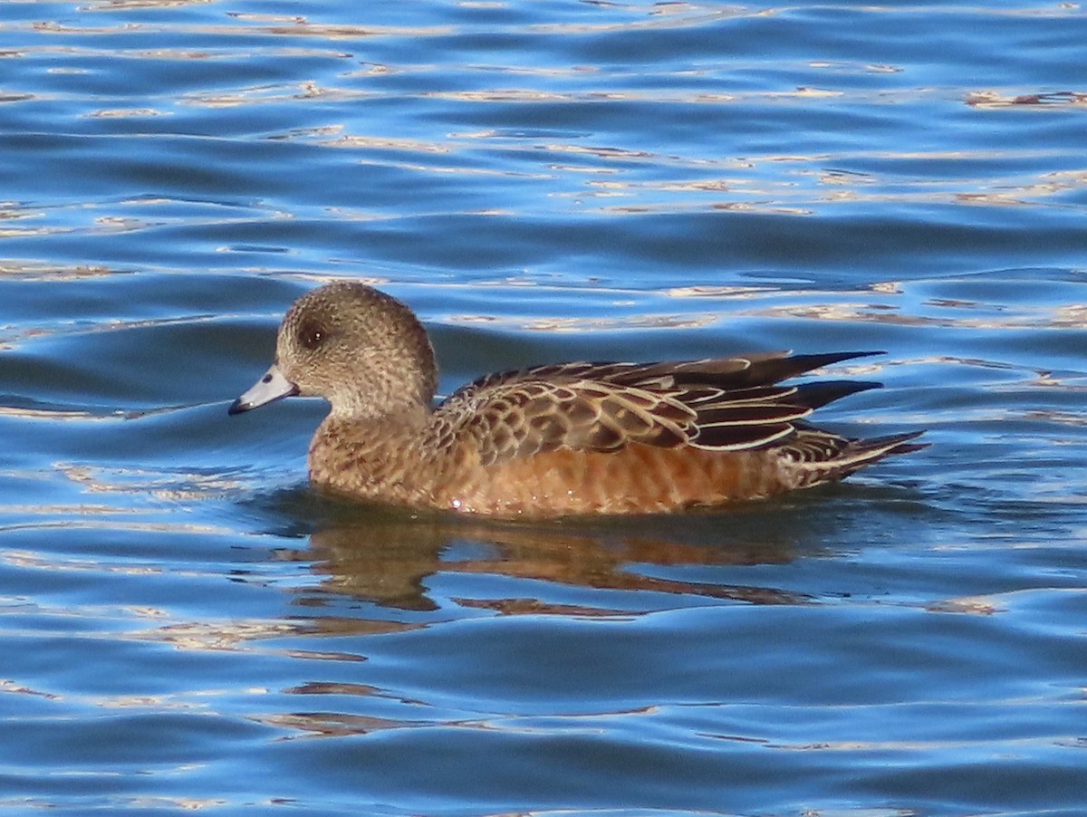 アメリカヒドリ - ML645329847