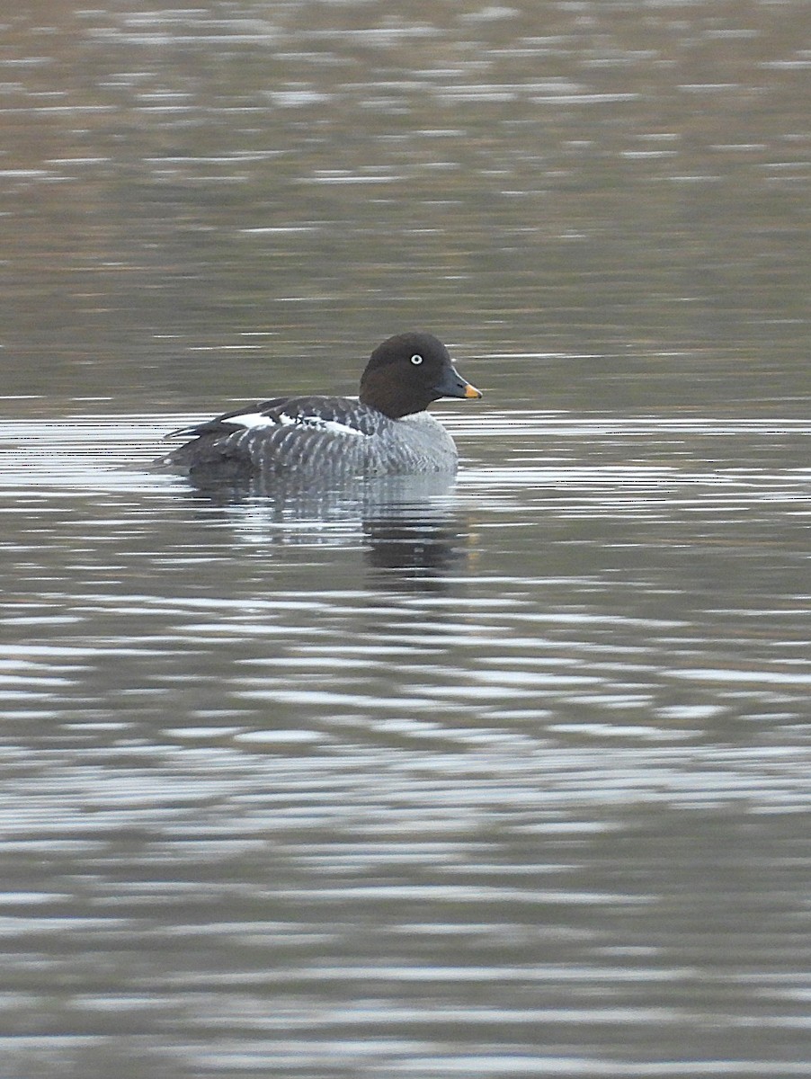 ホオジロガモ - ML645329848