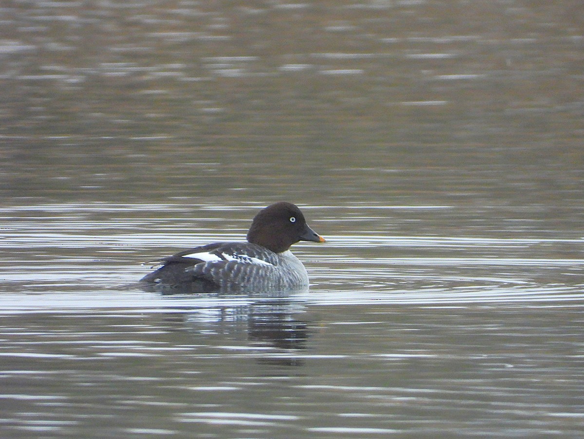 ホオジロガモ - ML645329849