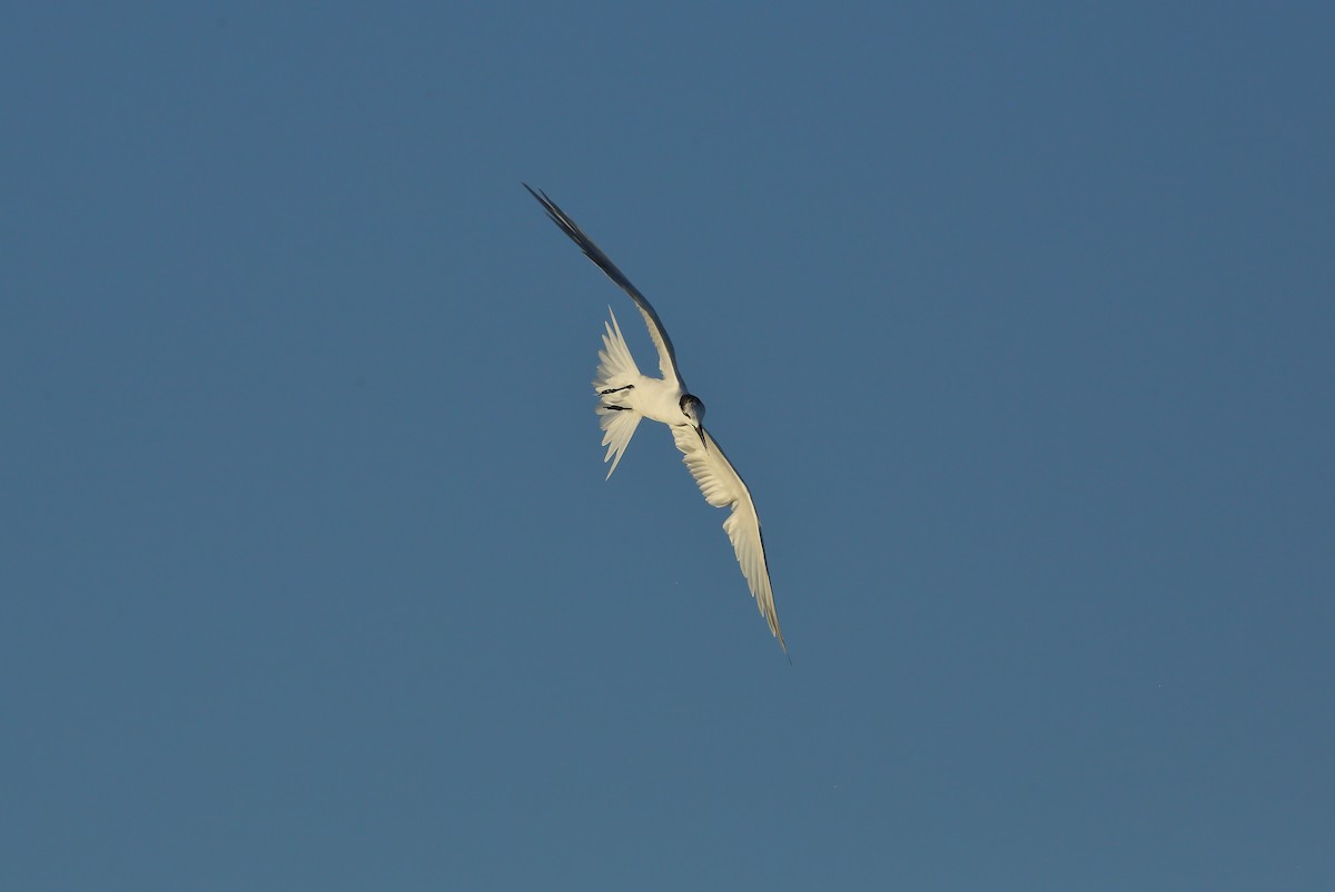 サンドイッチアジサシ（acuflavidus） - ML645329850