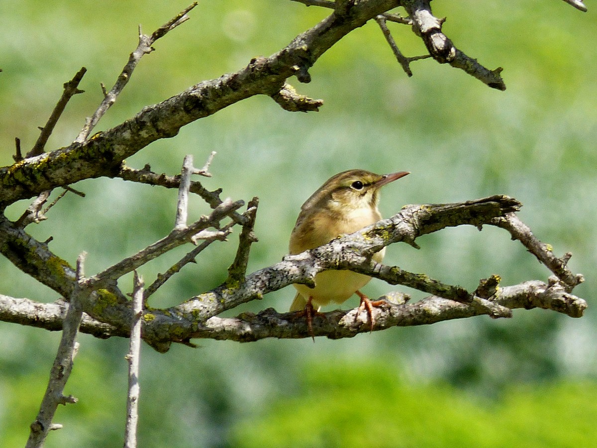 ムジタヒバリ - ML645329852