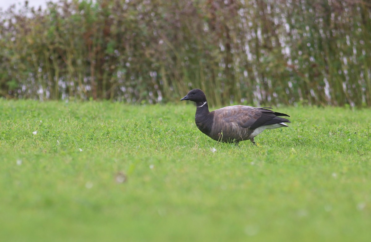 コクガン - ML645329853