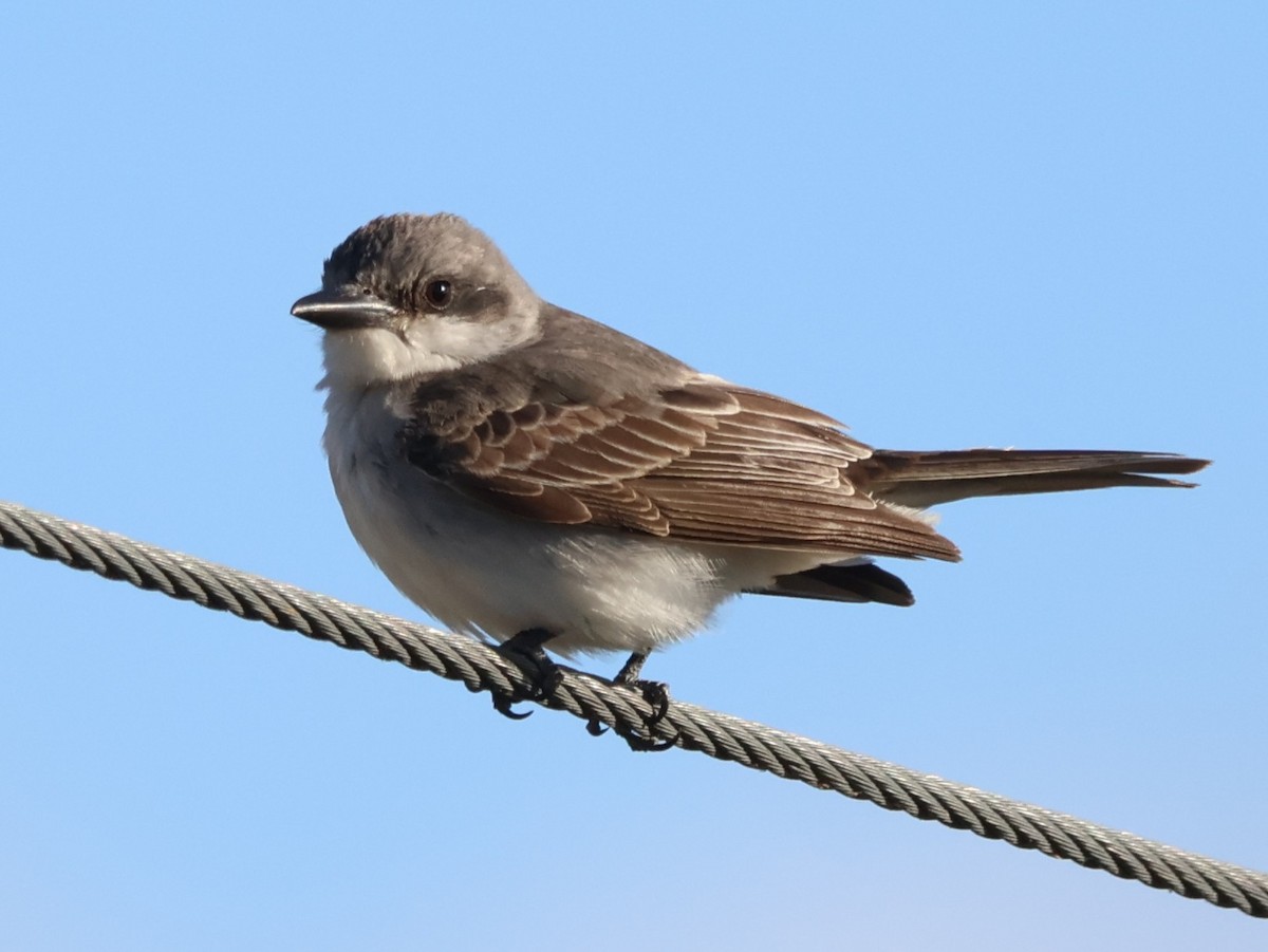 ハイイロタイランチョウ - ML645329857