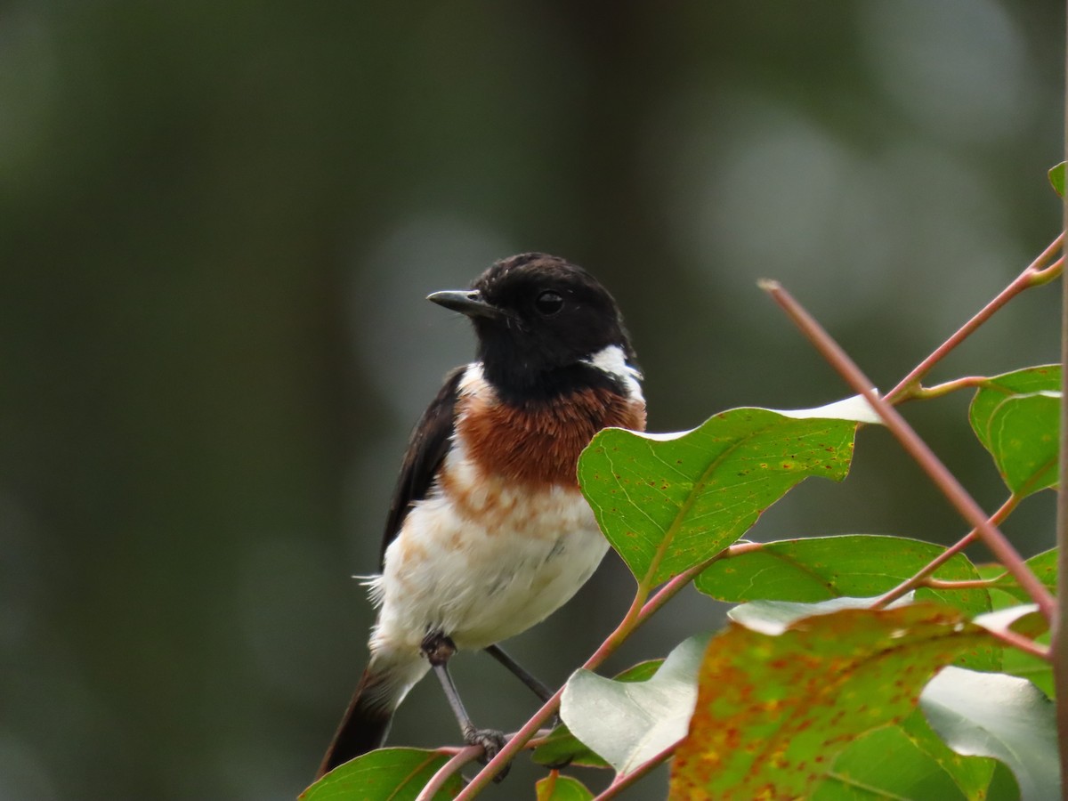 ニシノビタキ - ML645329858