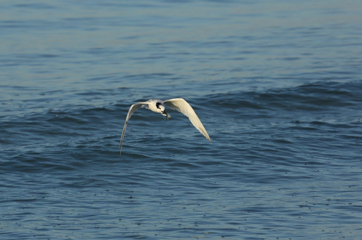 サンドイッチアジサシ（acuflavidus） - ML645329859