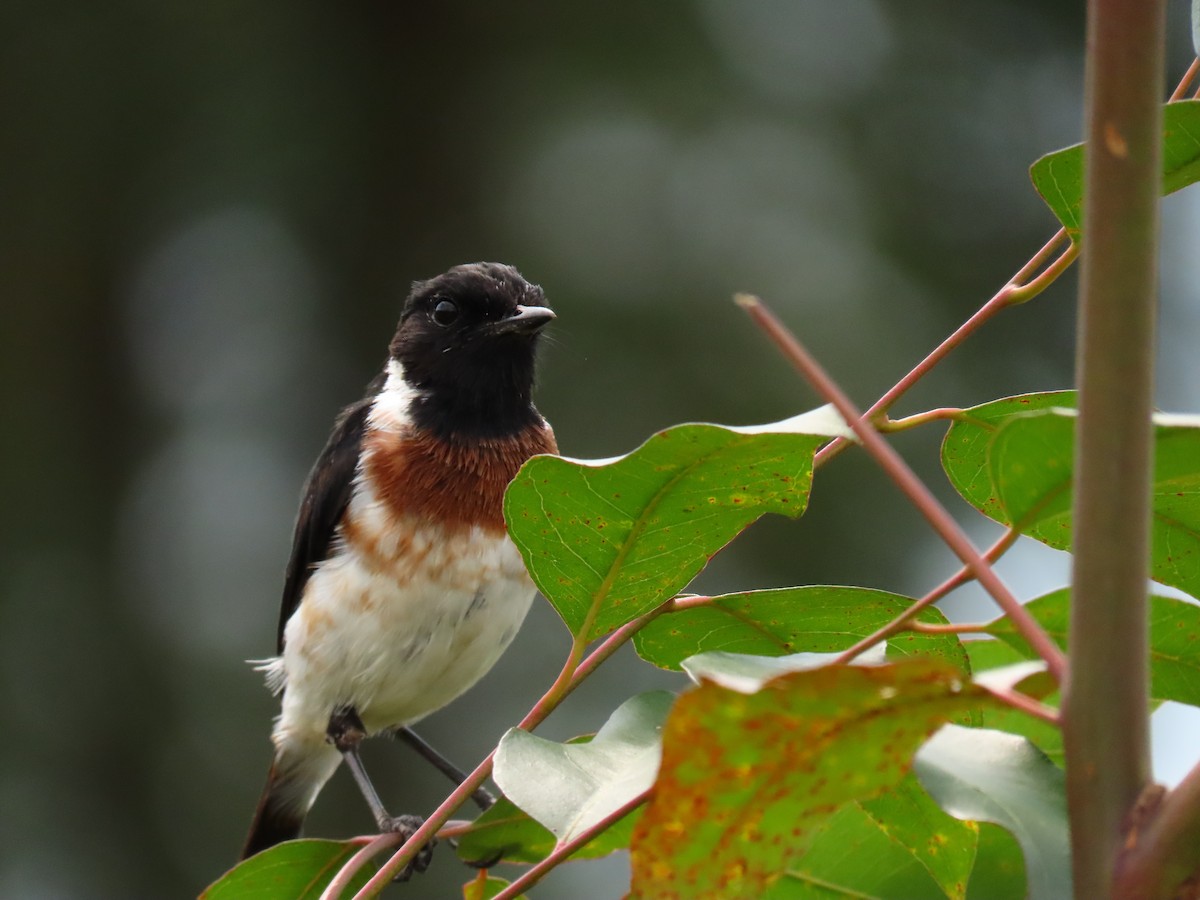 ニシノビタキ - ML645329860