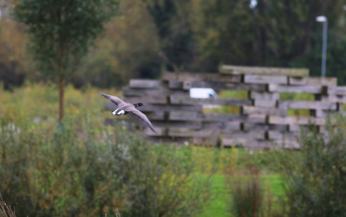 コクガン - ML645329861