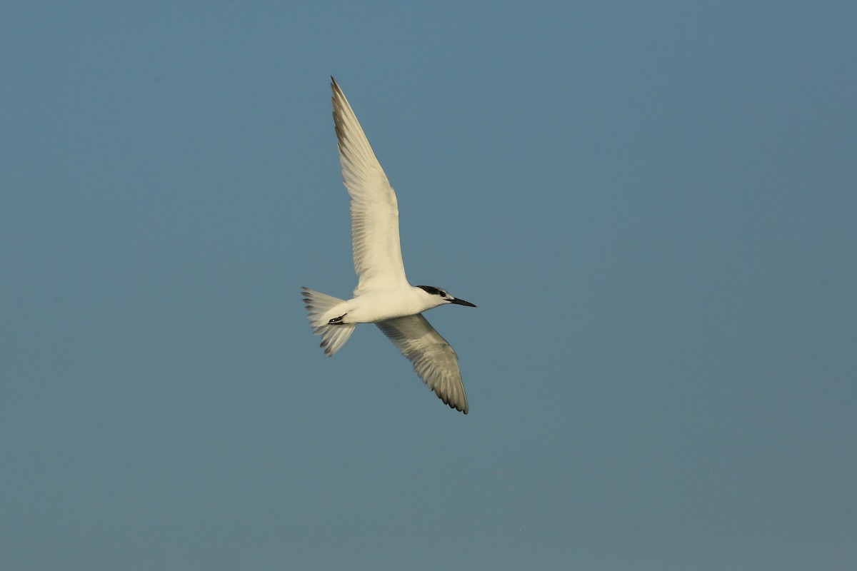 Sandwich Tern (Cabot's) - ML645329866