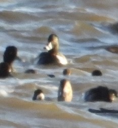 クビワキンクロ - ML645329867