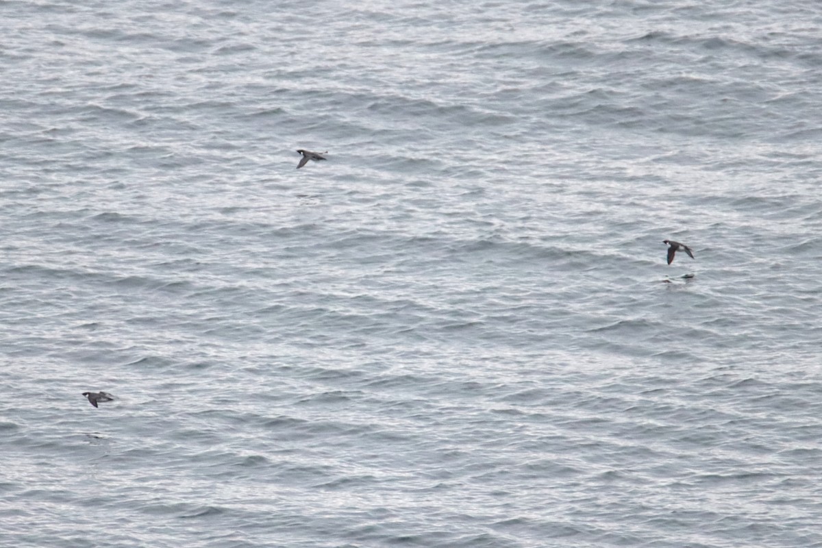 ウミスズメ - ML645329870